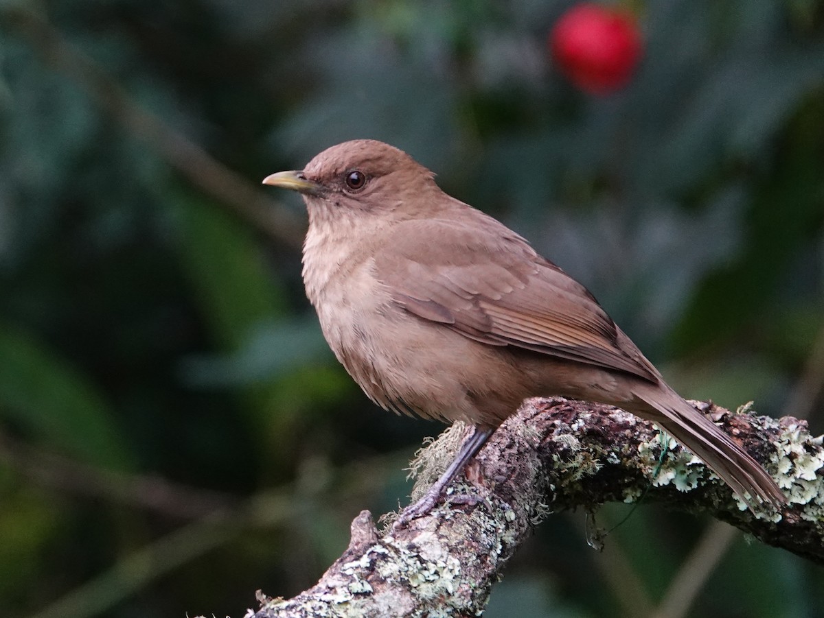 drozd hnědý - ML646515270