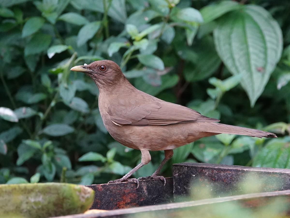 drozd hnědý - ML646515271