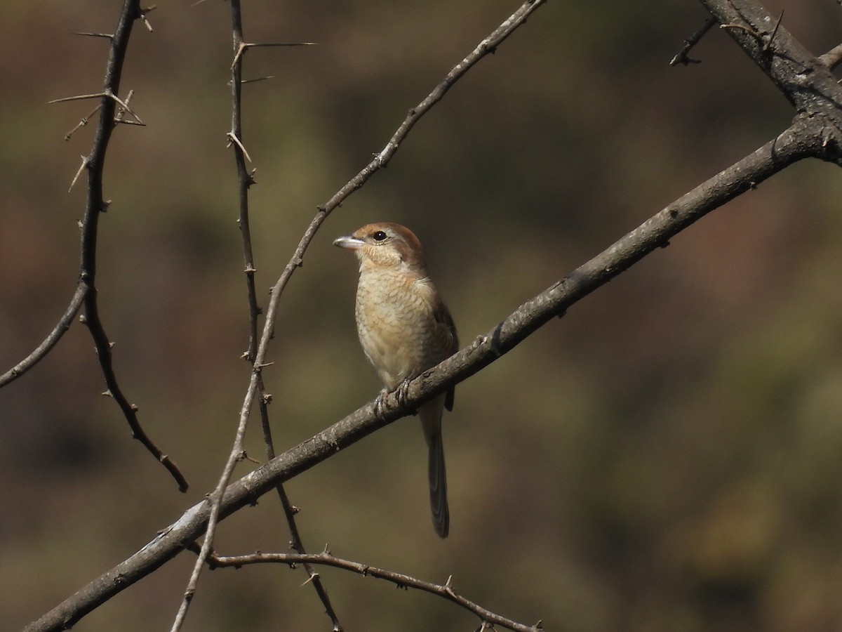 ťuhýk hnědý - ML646515278