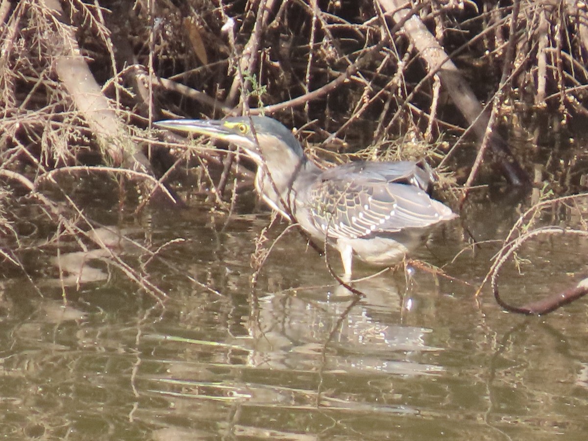 綠簑鷺 - ML646515281