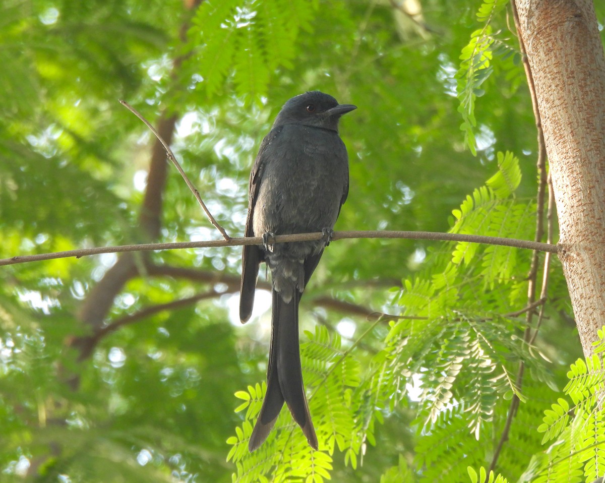 Ashy Drongo - ML646515282