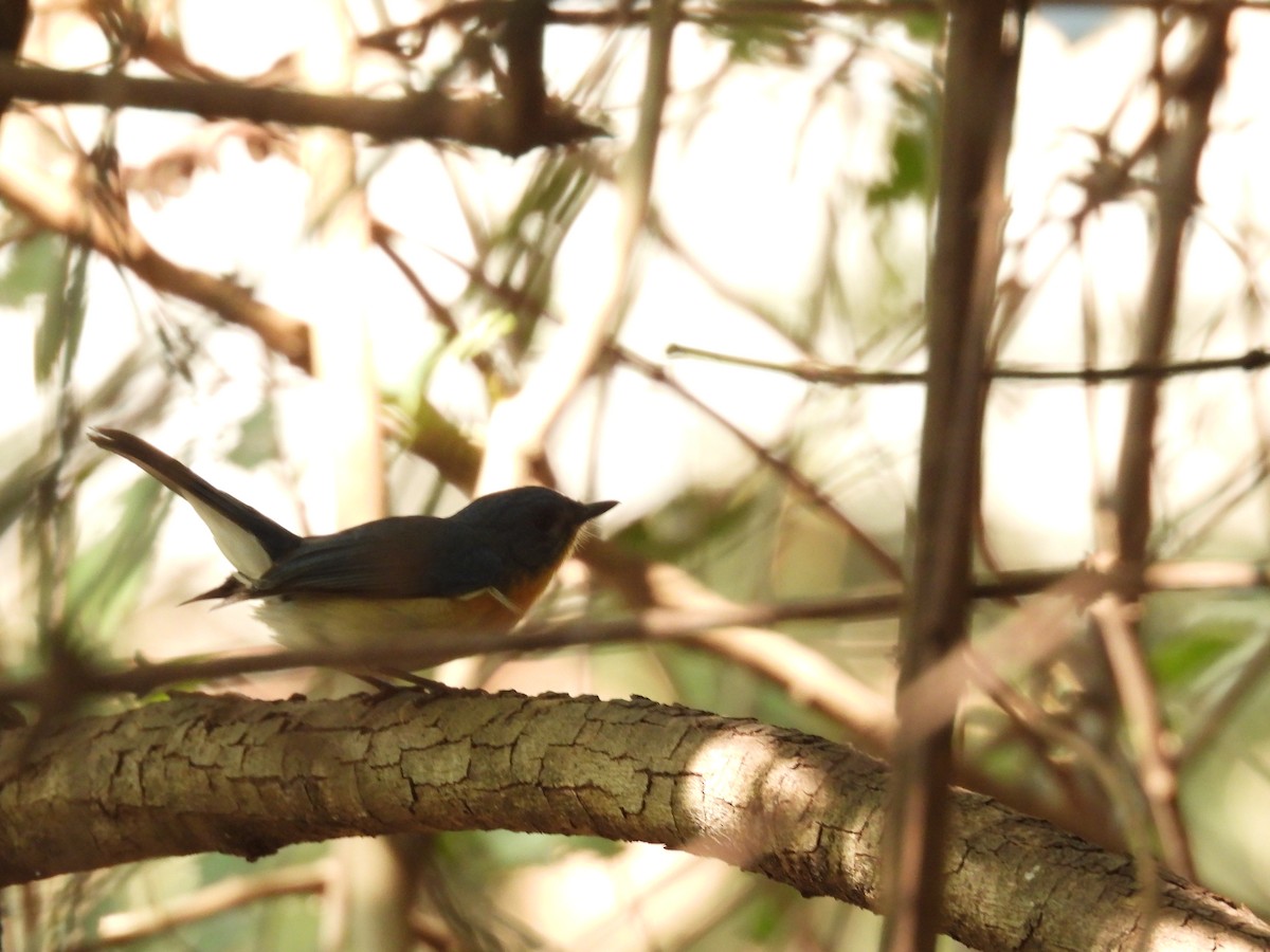 Tickell's Blue Flycatcher - ML646515283
