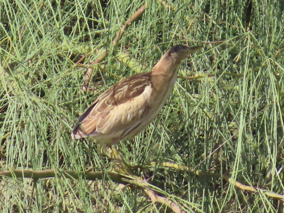Little Bittern - ML646515289