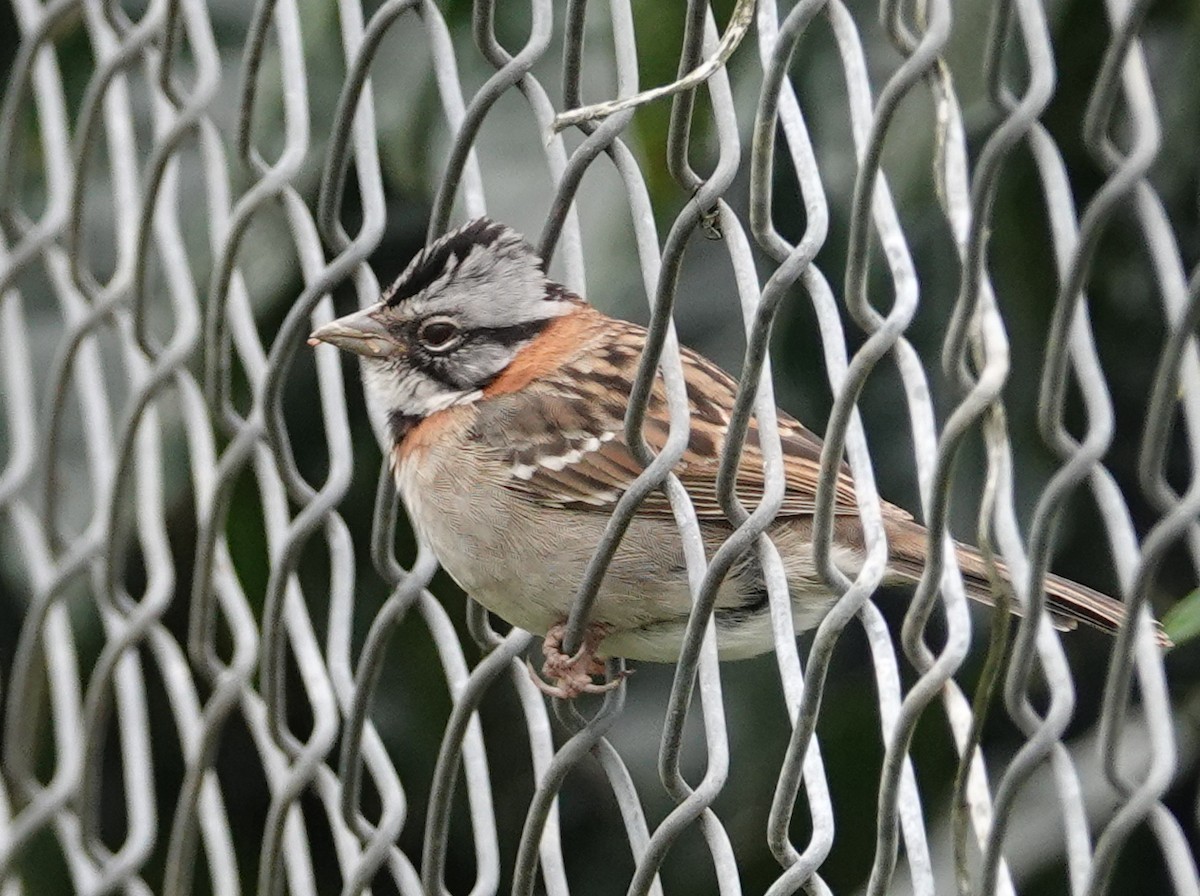 Rufous-collared Sparrow - ML646515290