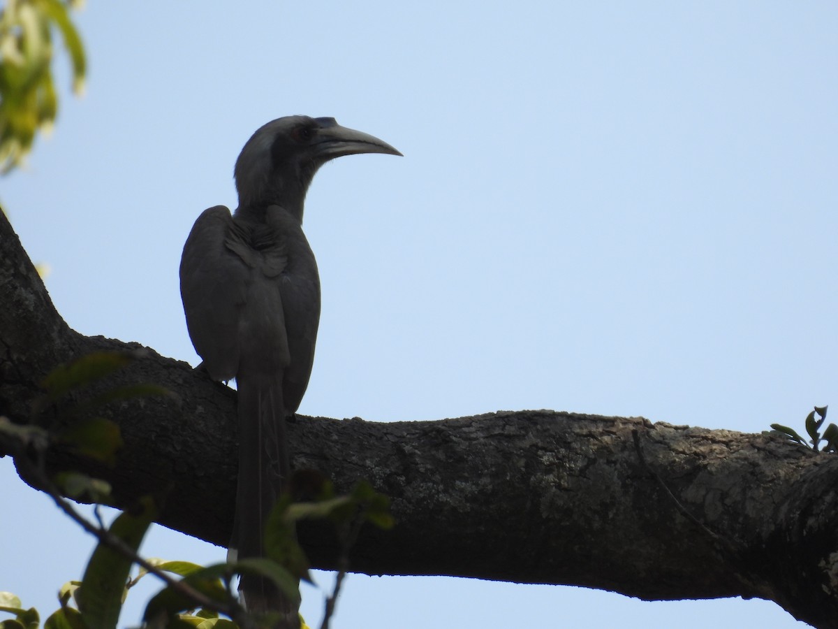 zoborožec klínoocasý - ML646515291