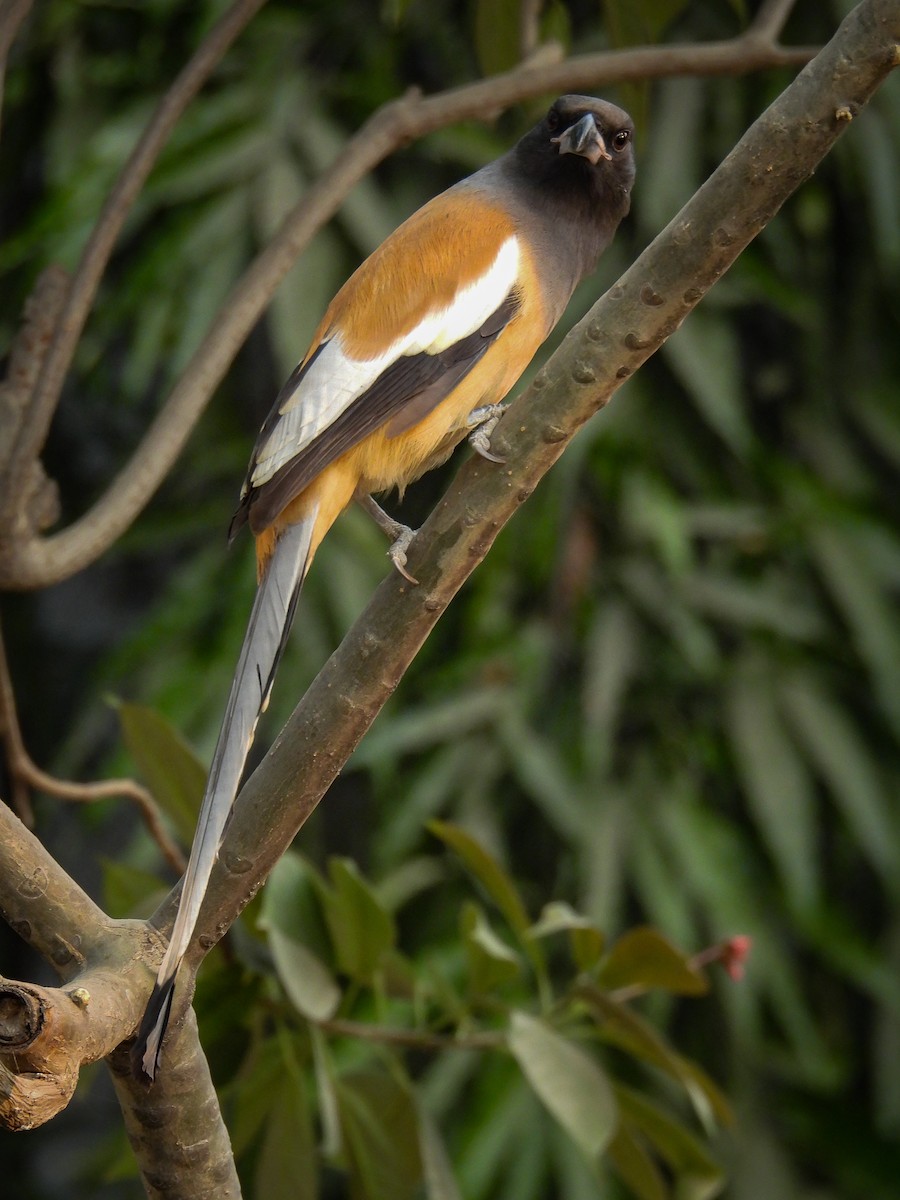 Rufous Treepie - ML646515293