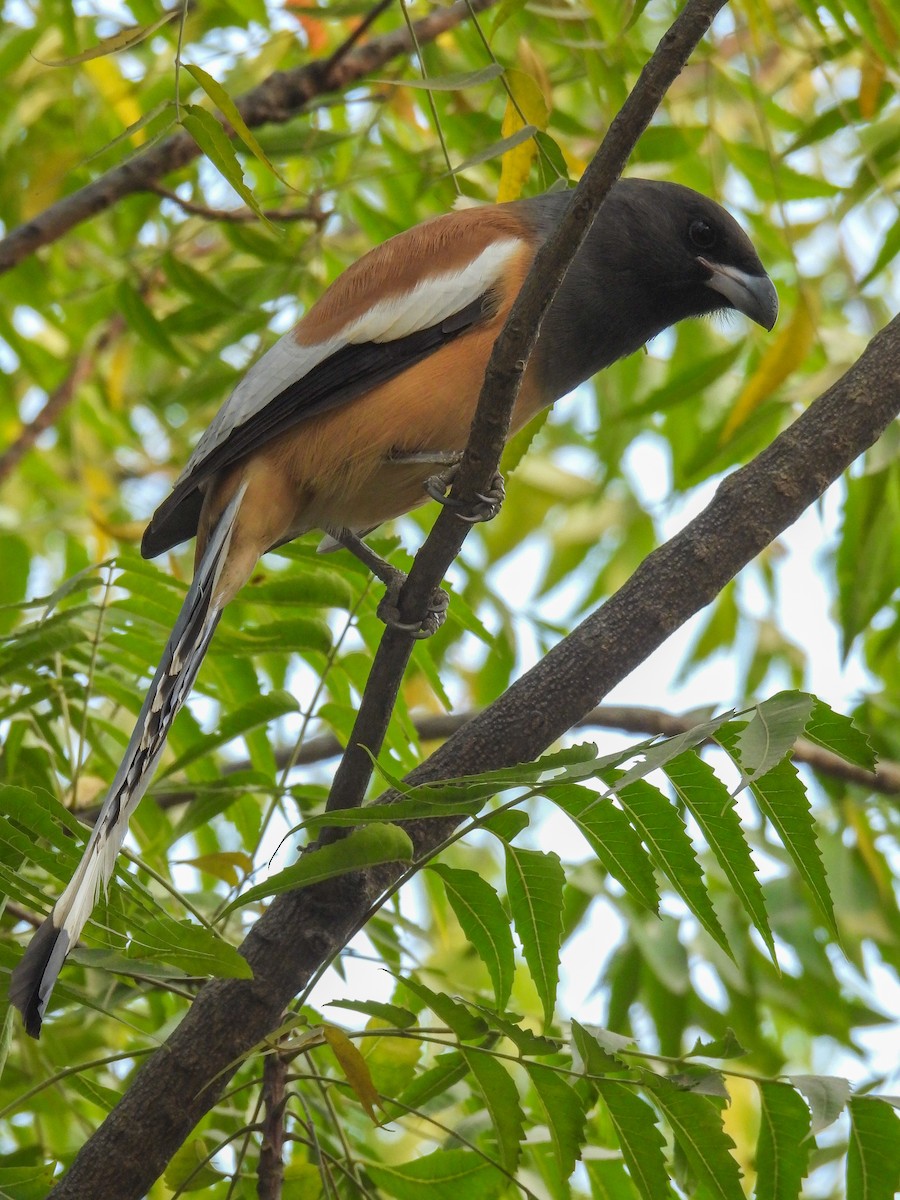 Rufous Treepie - ML646515294