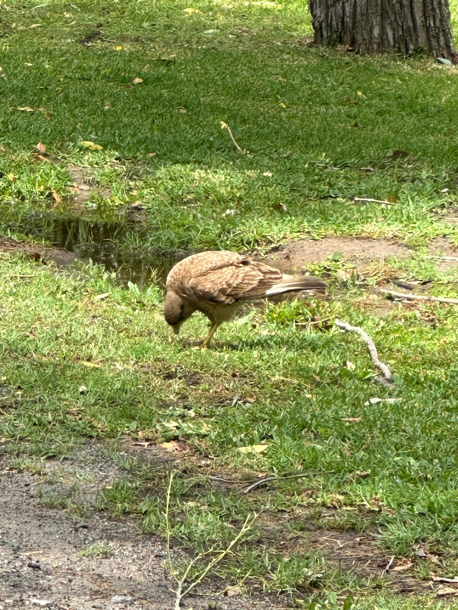 Chimango Caracara - ML646515295