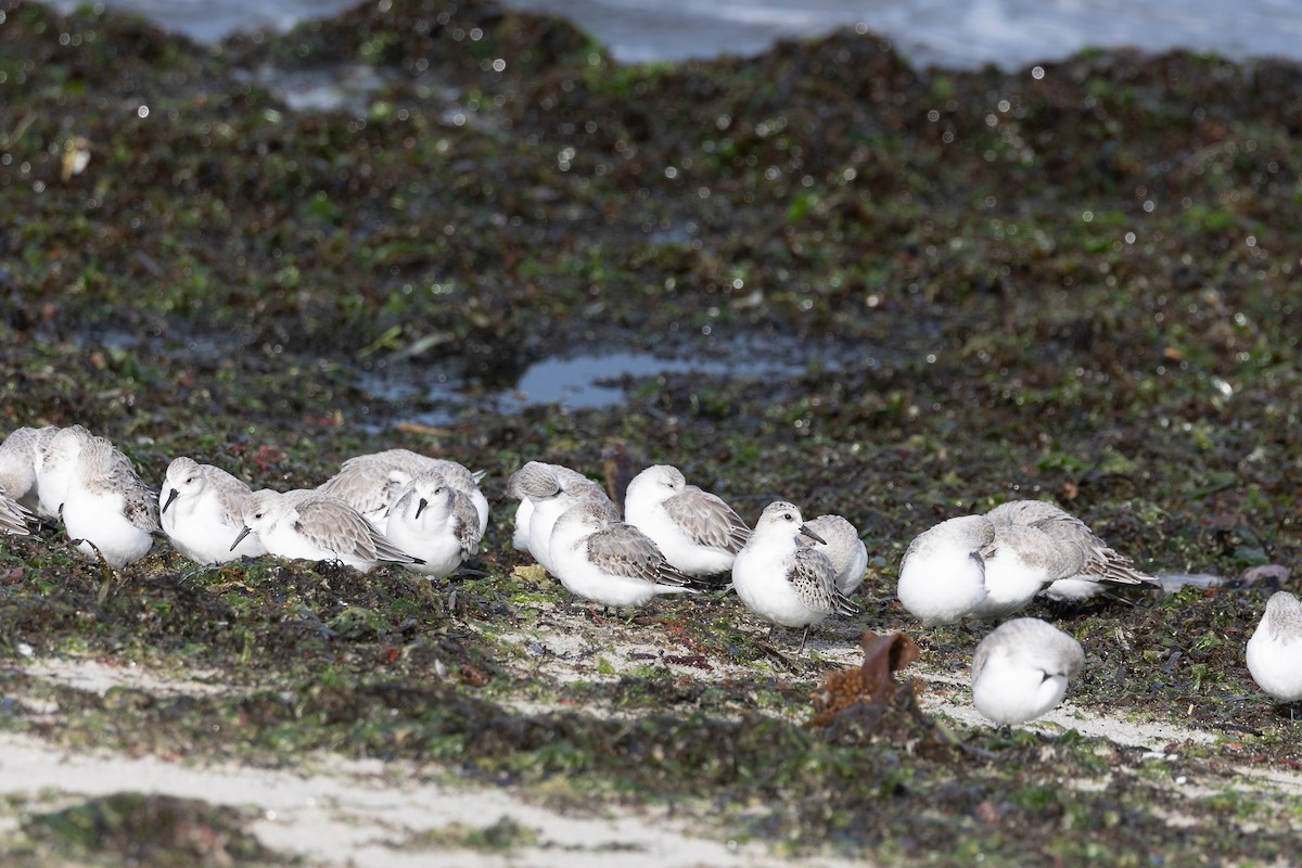 Sanderling - ML646515296