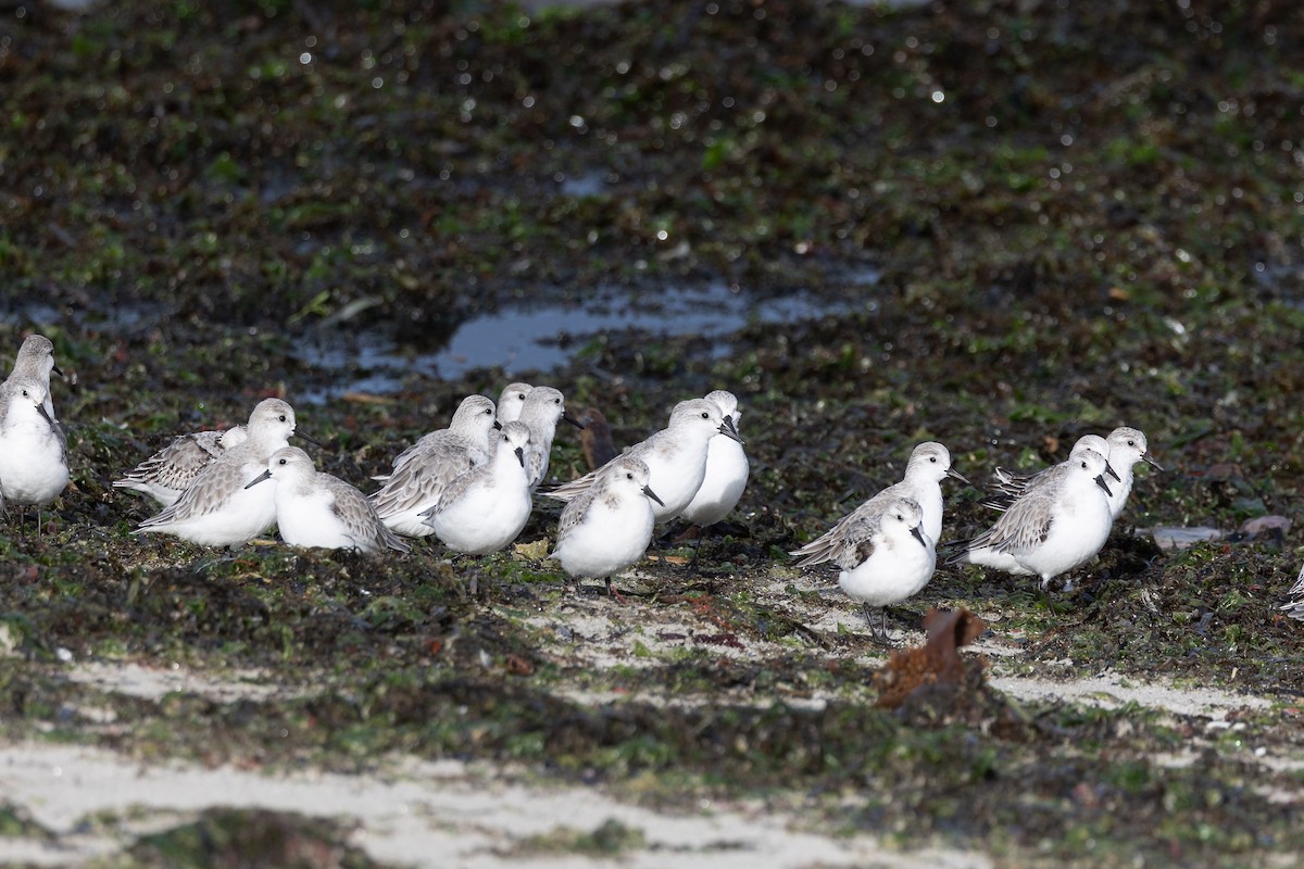 Sanderling - ML646515297