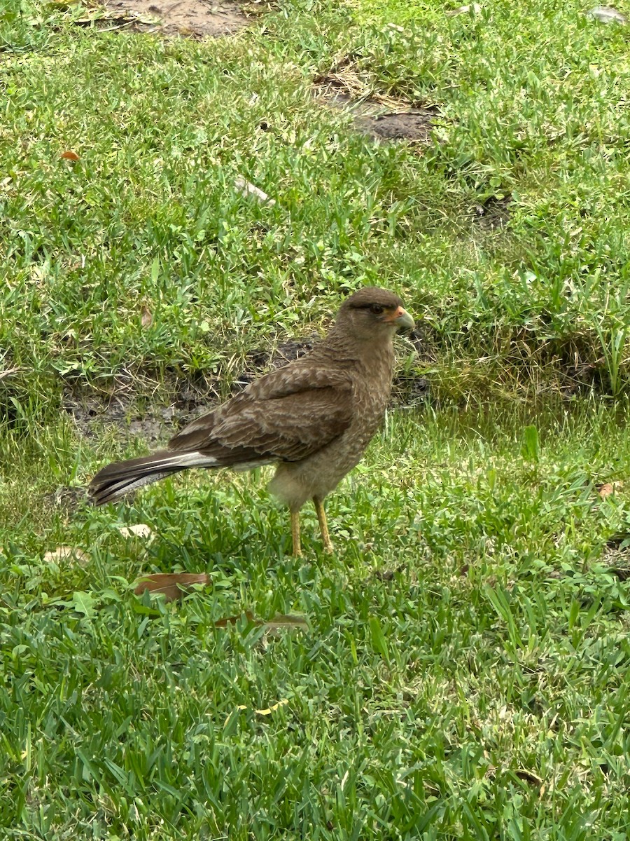 Chimango Caracara - ML646515298