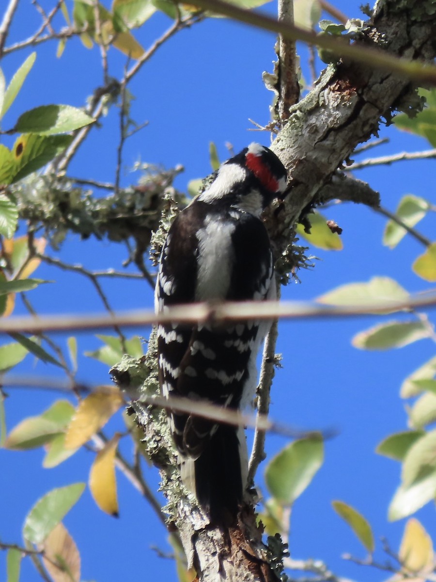 Dunenspecht - ML646515303