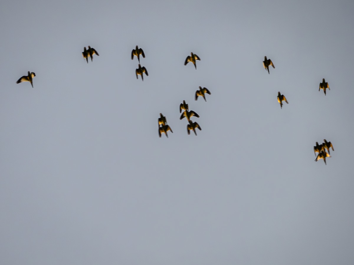 White-winged Parakeet - ML646515305