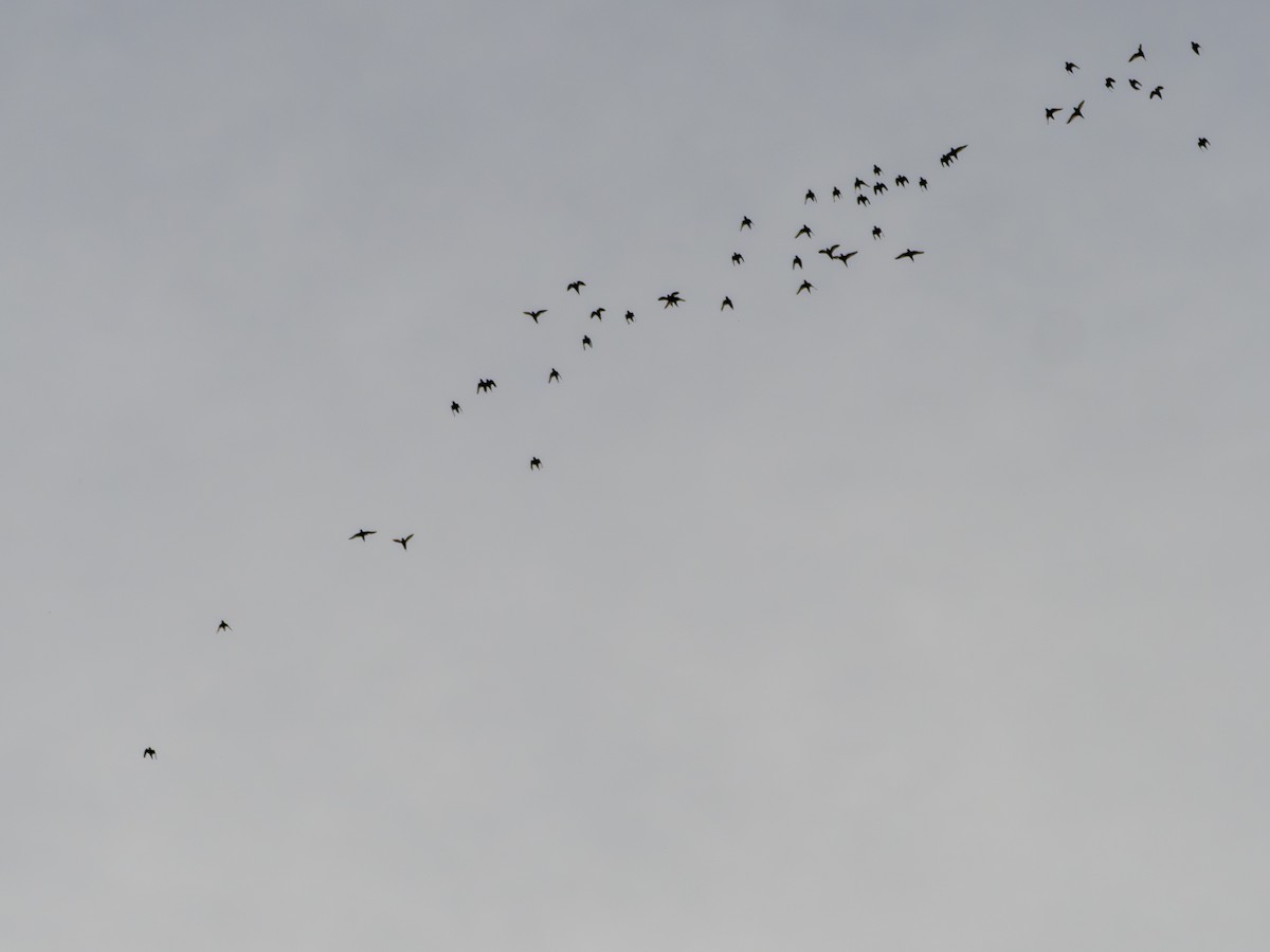 White-winged Parakeet - ML646515306