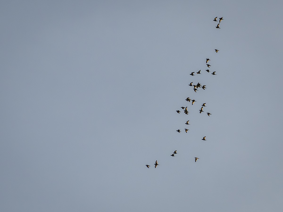 White-winged Parakeet - ML646515307