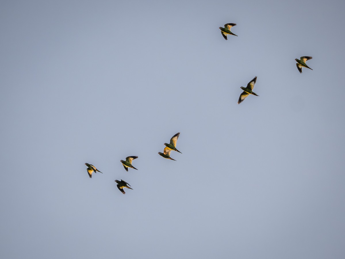 White-winged Parakeet - ML646515308