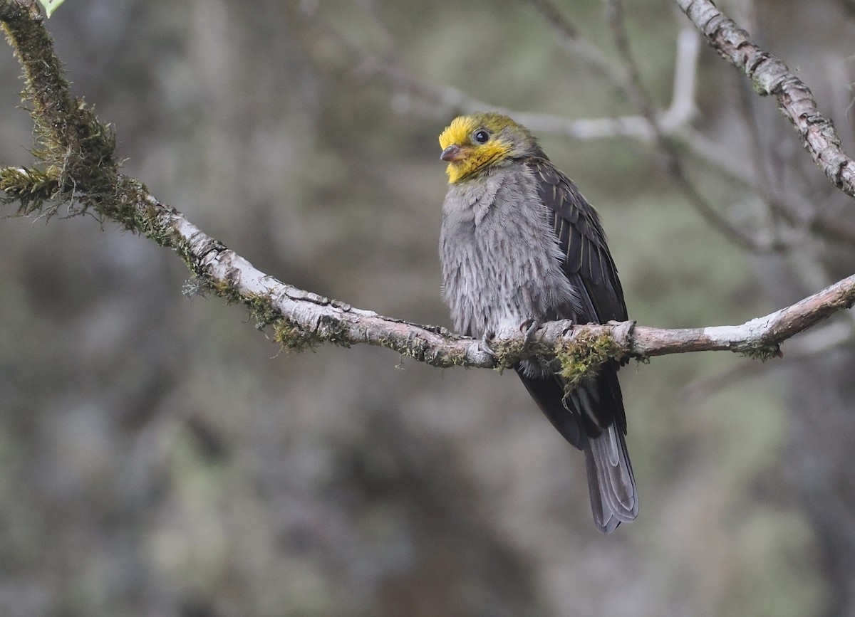 Yellow-rumped Honeyguide - ML646515314
