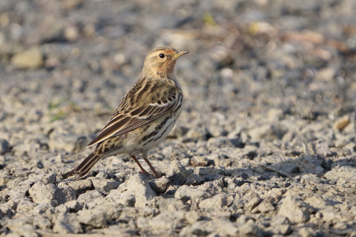 Щеврик червоногрудий - ML646515325