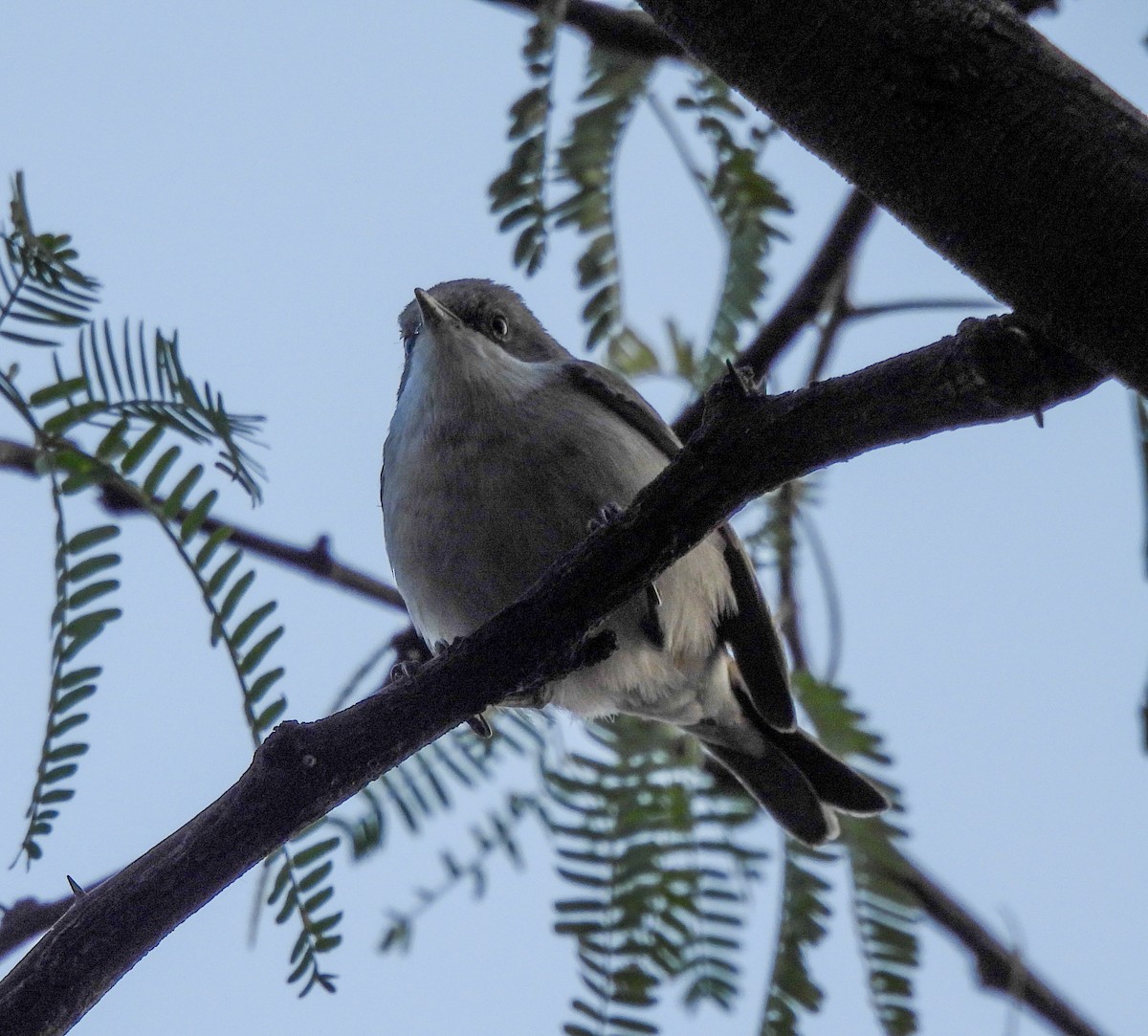 Lesser Whitethroat - ML646515328