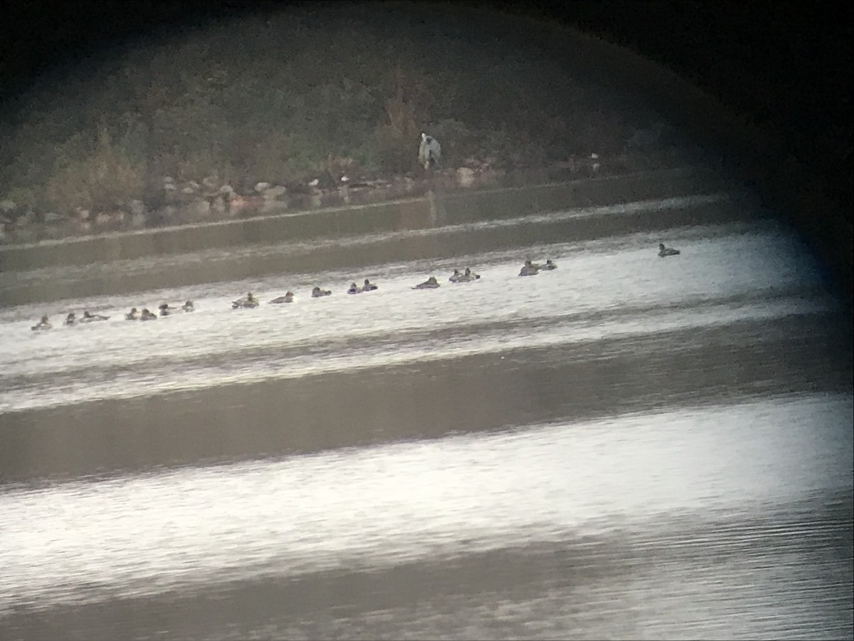 Red-breasted Merganser - ML646515332