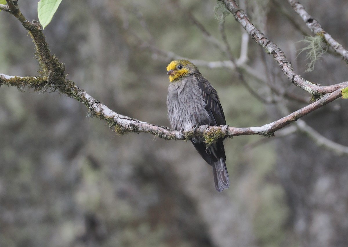 Yellow-rumped Honeyguide - ML646515333