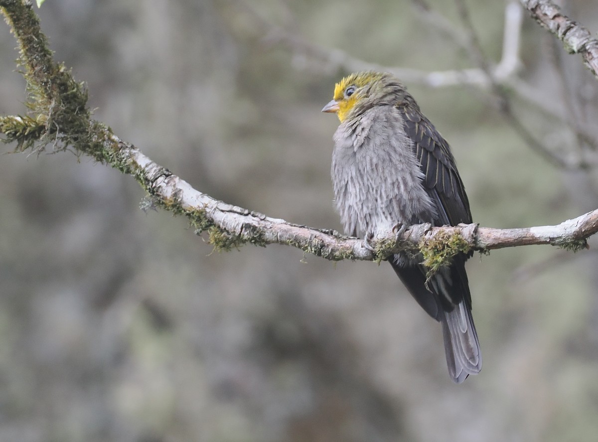 Yellow-rumped Honeyguide - ML646515339