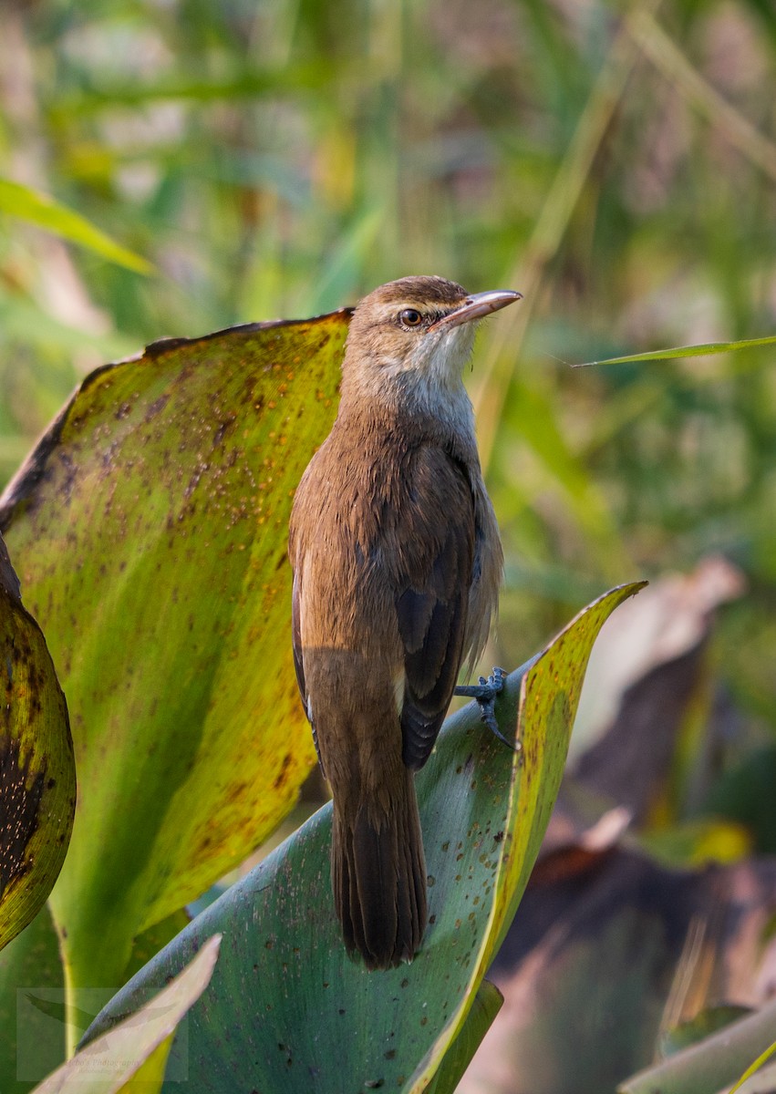 チュウヨシキリ - ML646515340
