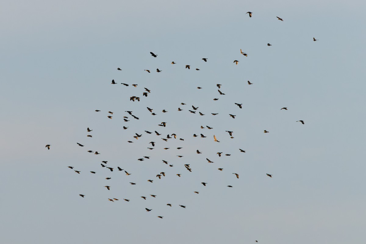 blackbird sp. - ML646515345
