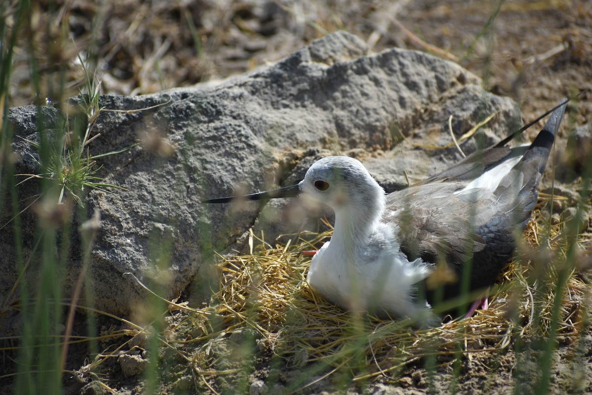 Black-winged Stilt - ML646515347