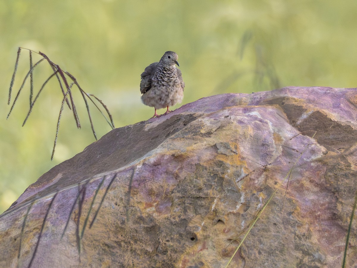 Common Ground Dove - ML646515348