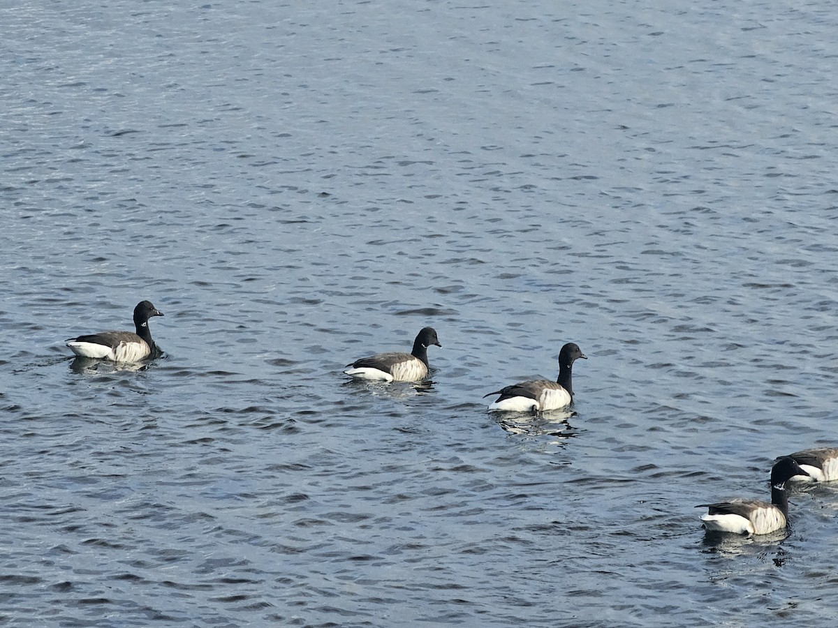 Brant - ML646515349