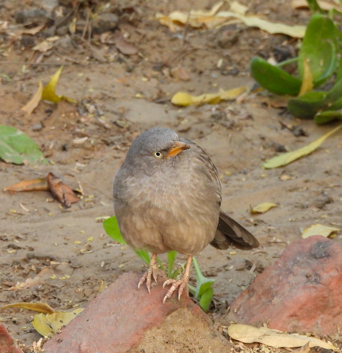 Jungle Babbler - ML646515352