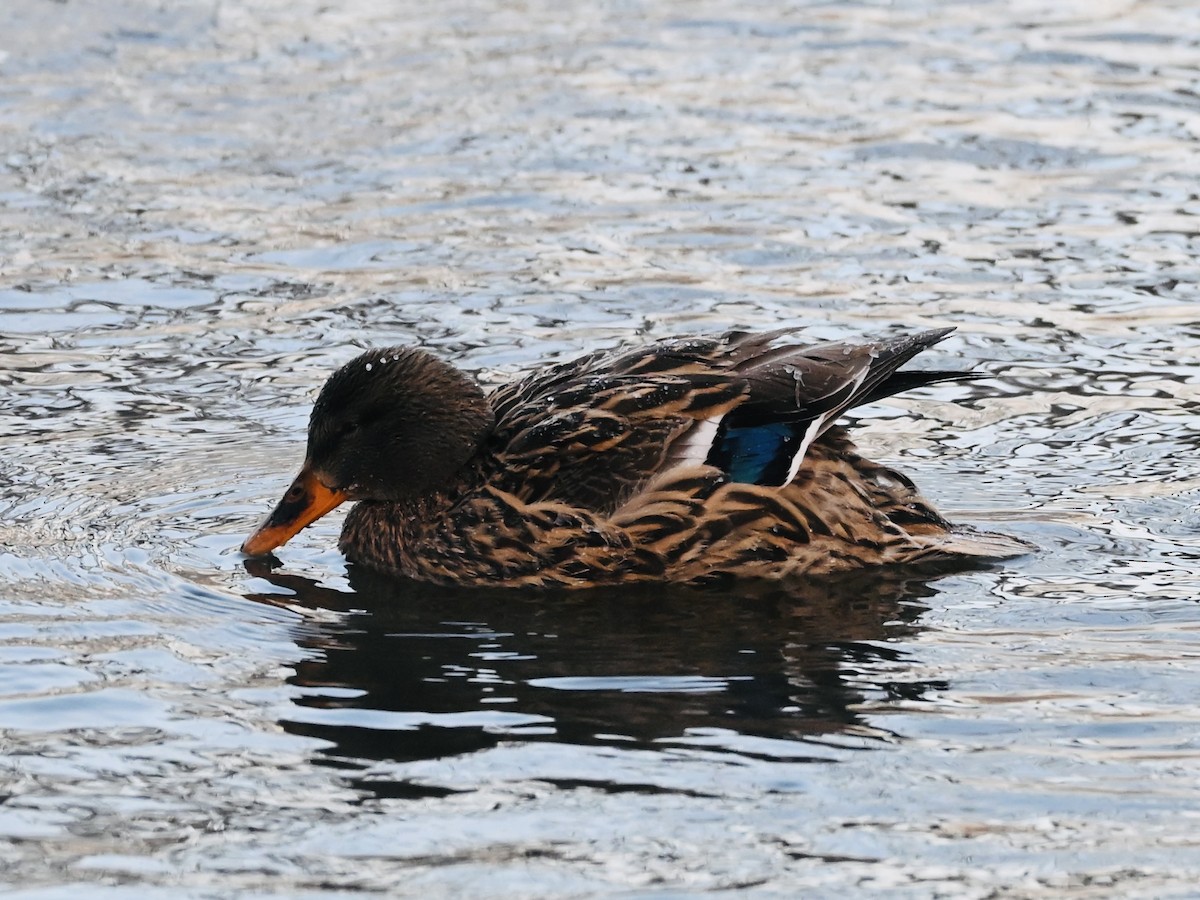 Mallard - ML646515353