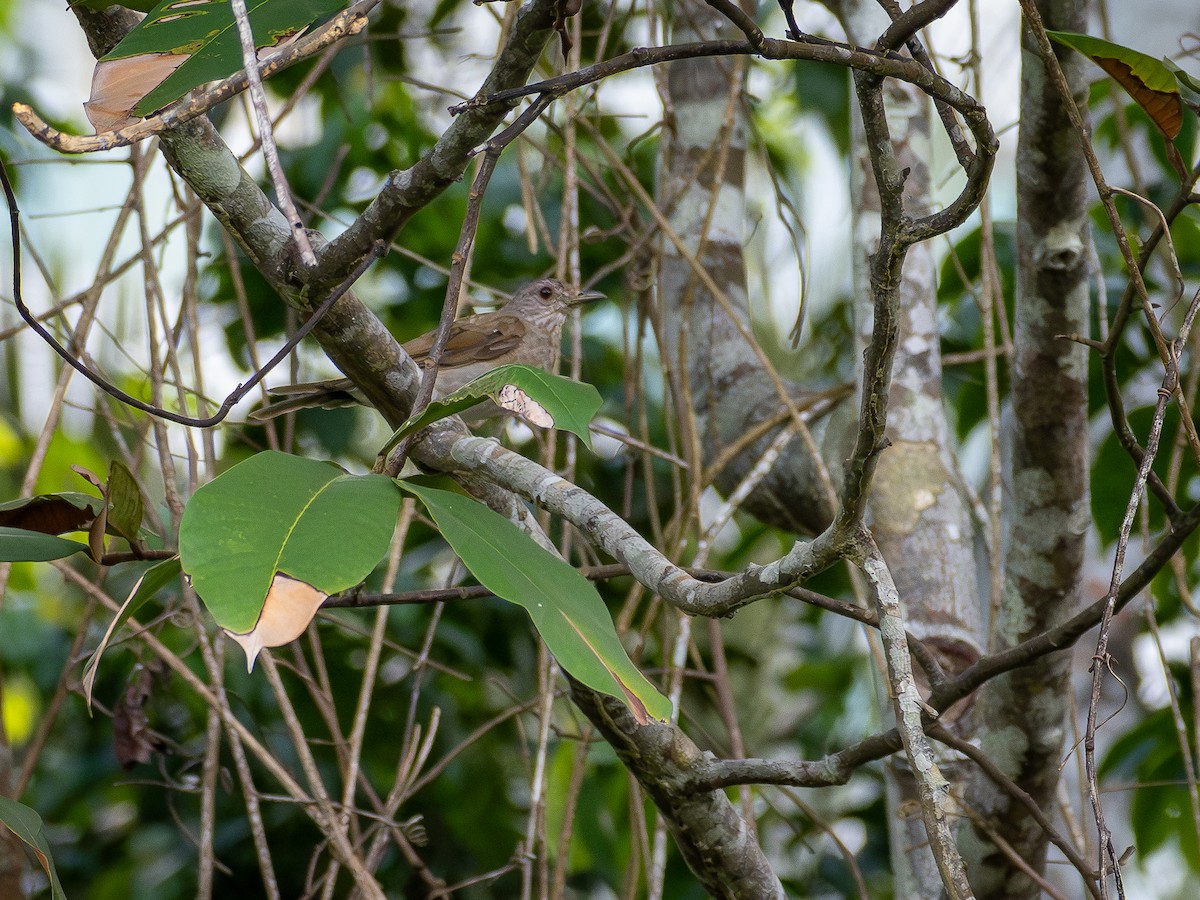 Pale-breasted Thrush - ML646515354