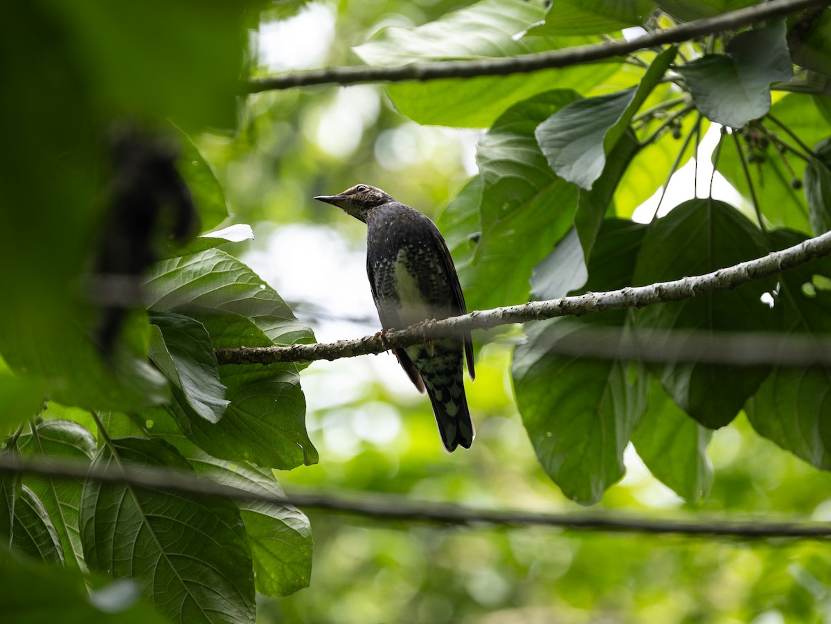 קיכלי סיבירי - ML646515355