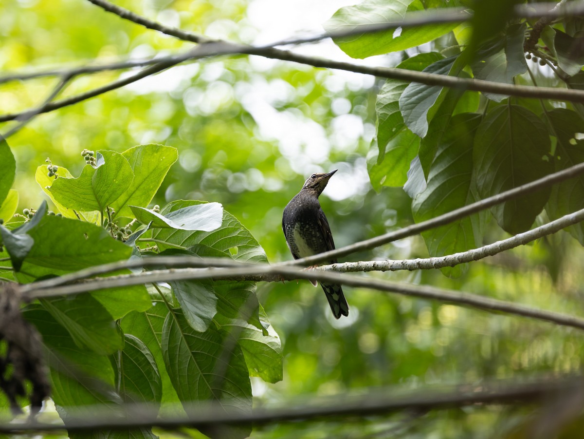 קיכלי סיבירי - ML646515356