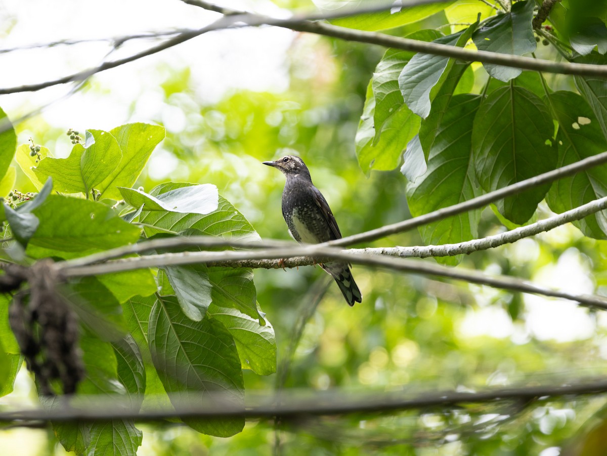 קיכלי סיבירי - ML646515357
