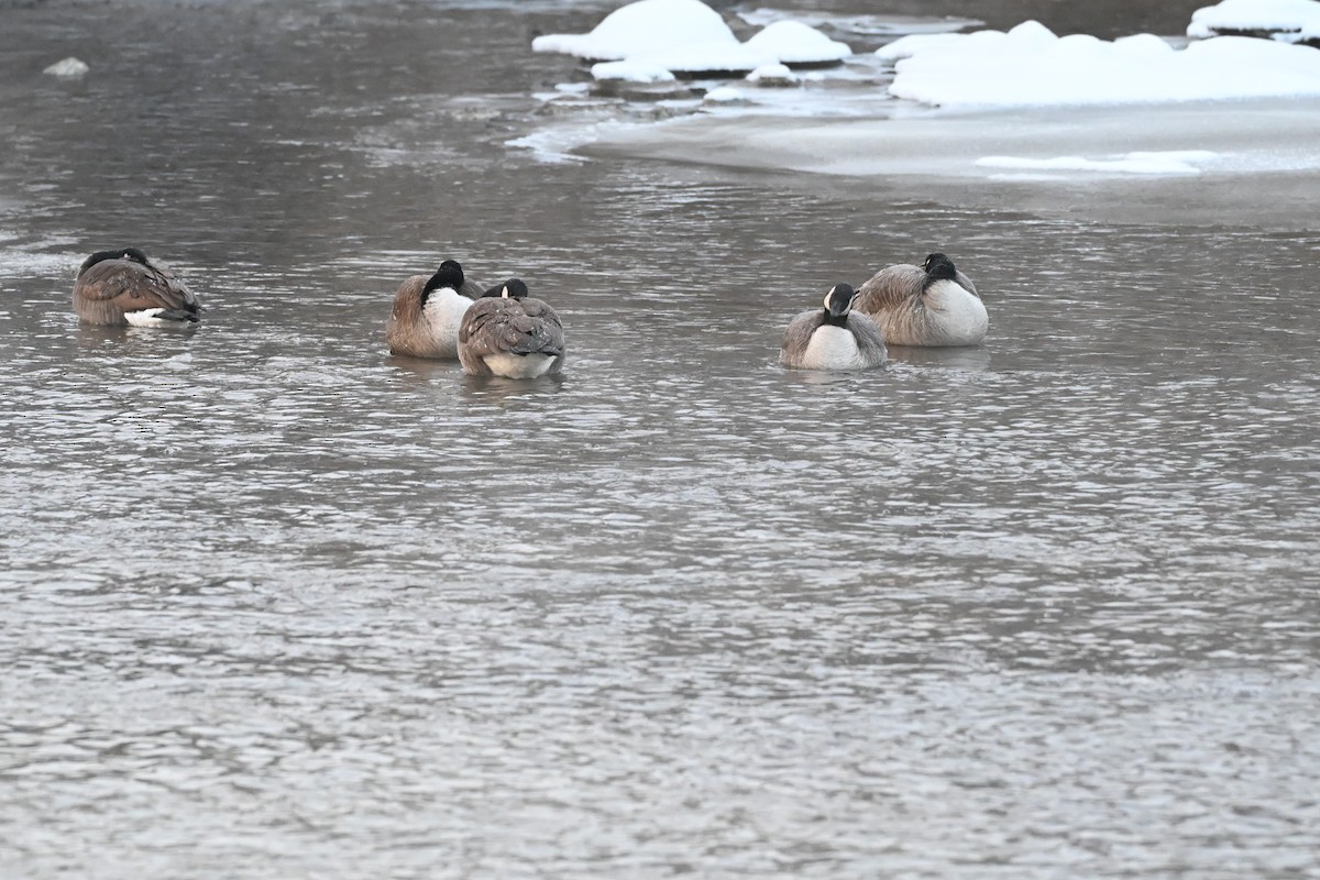 Canada Goose - ML646515358