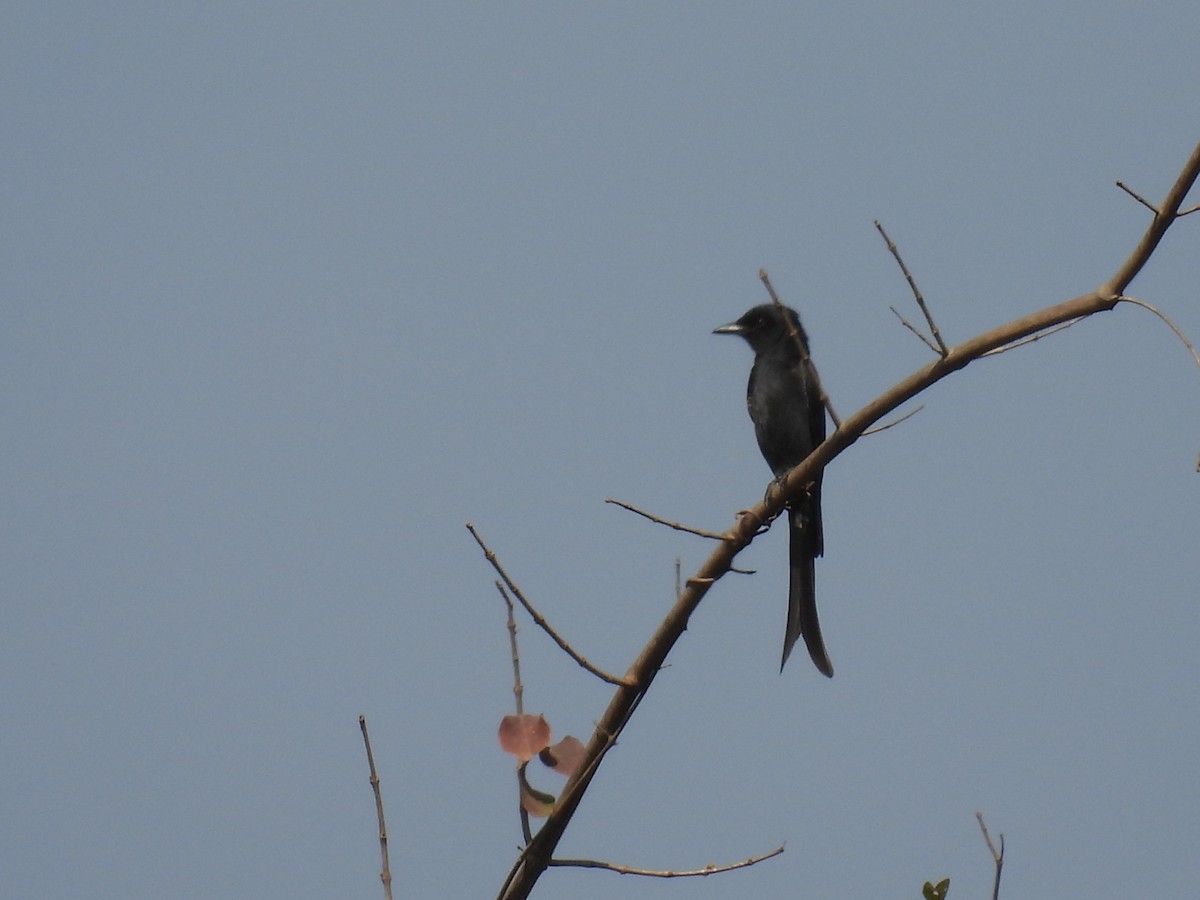 drongo kouřový - ML646515361