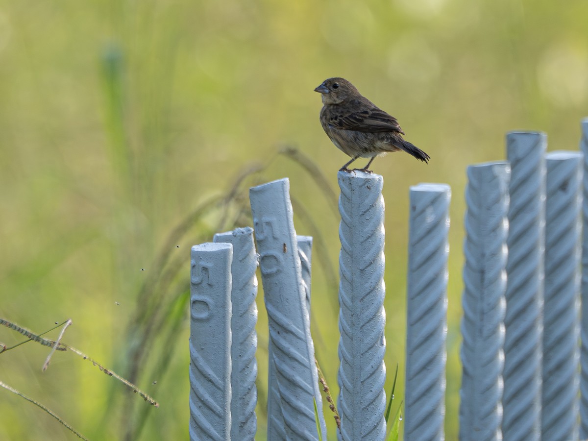 Blue-black Grassquit - ML646515362