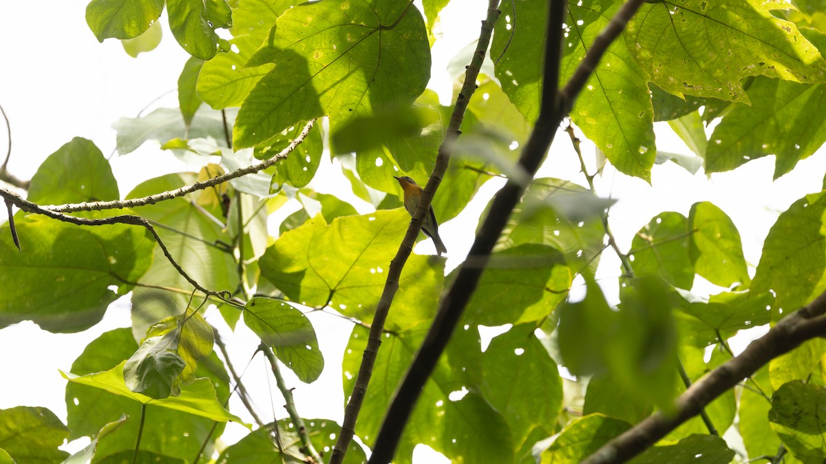 חטפית מוגימקי - ML646515363