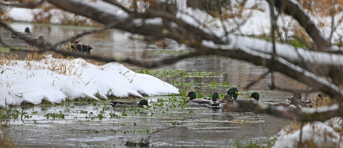 Mallard - ML646515366