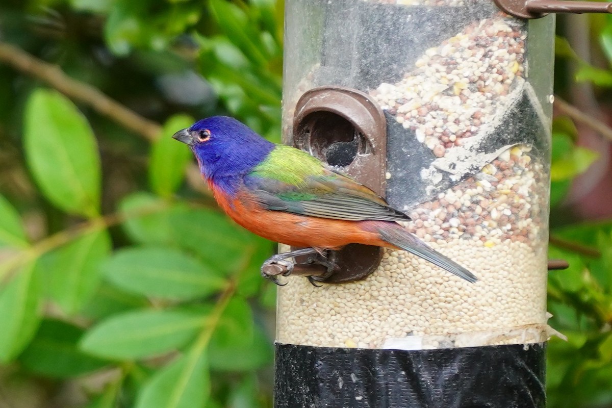 papežík zelenohřbetý - ML646515368