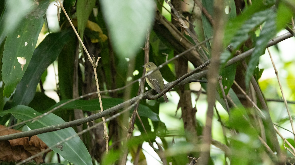 Green-backed Flycatcher - ML646515369