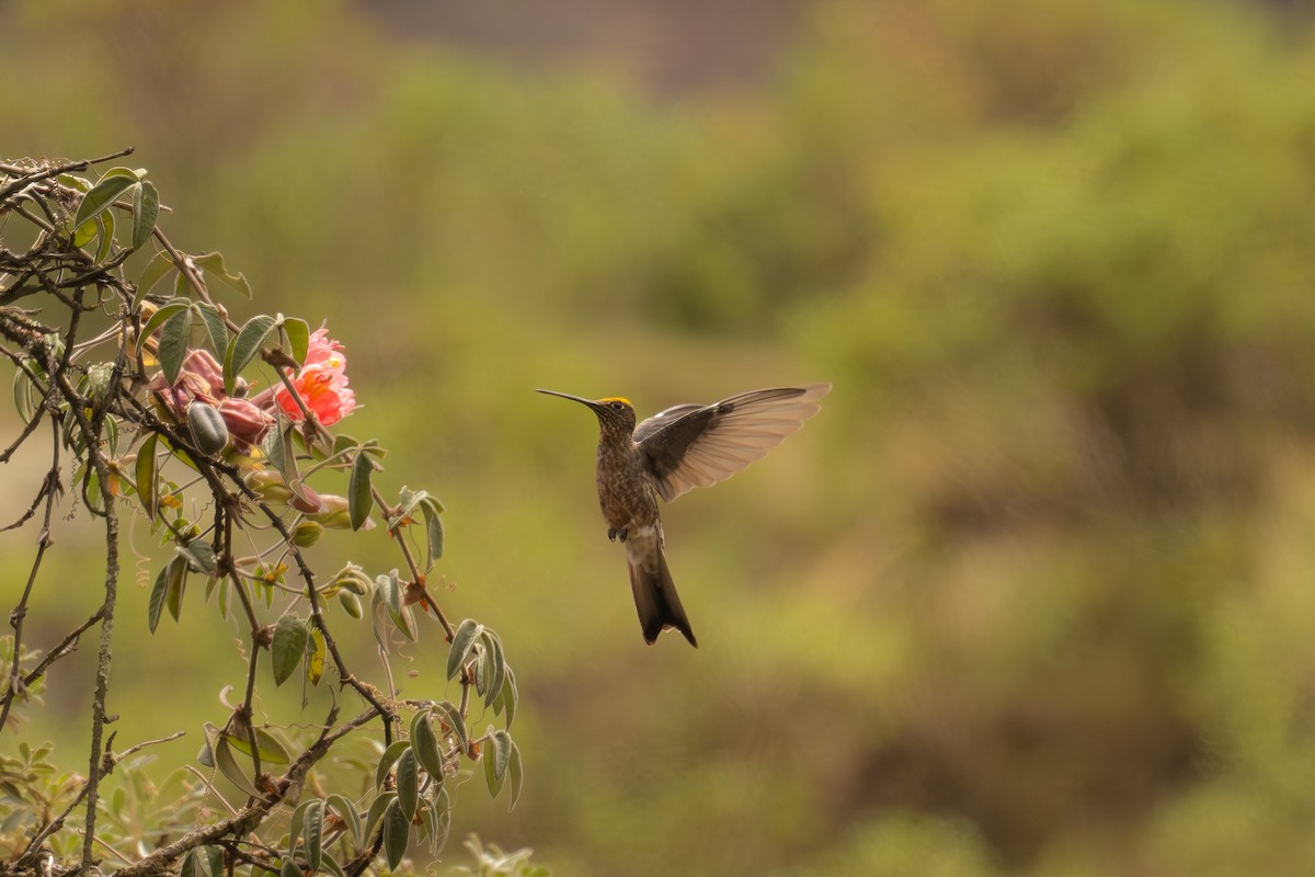 kjempekolibri - ML646515372