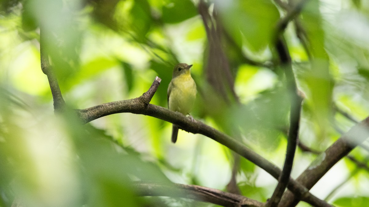 Green-backed Flycatcher - ML646515373