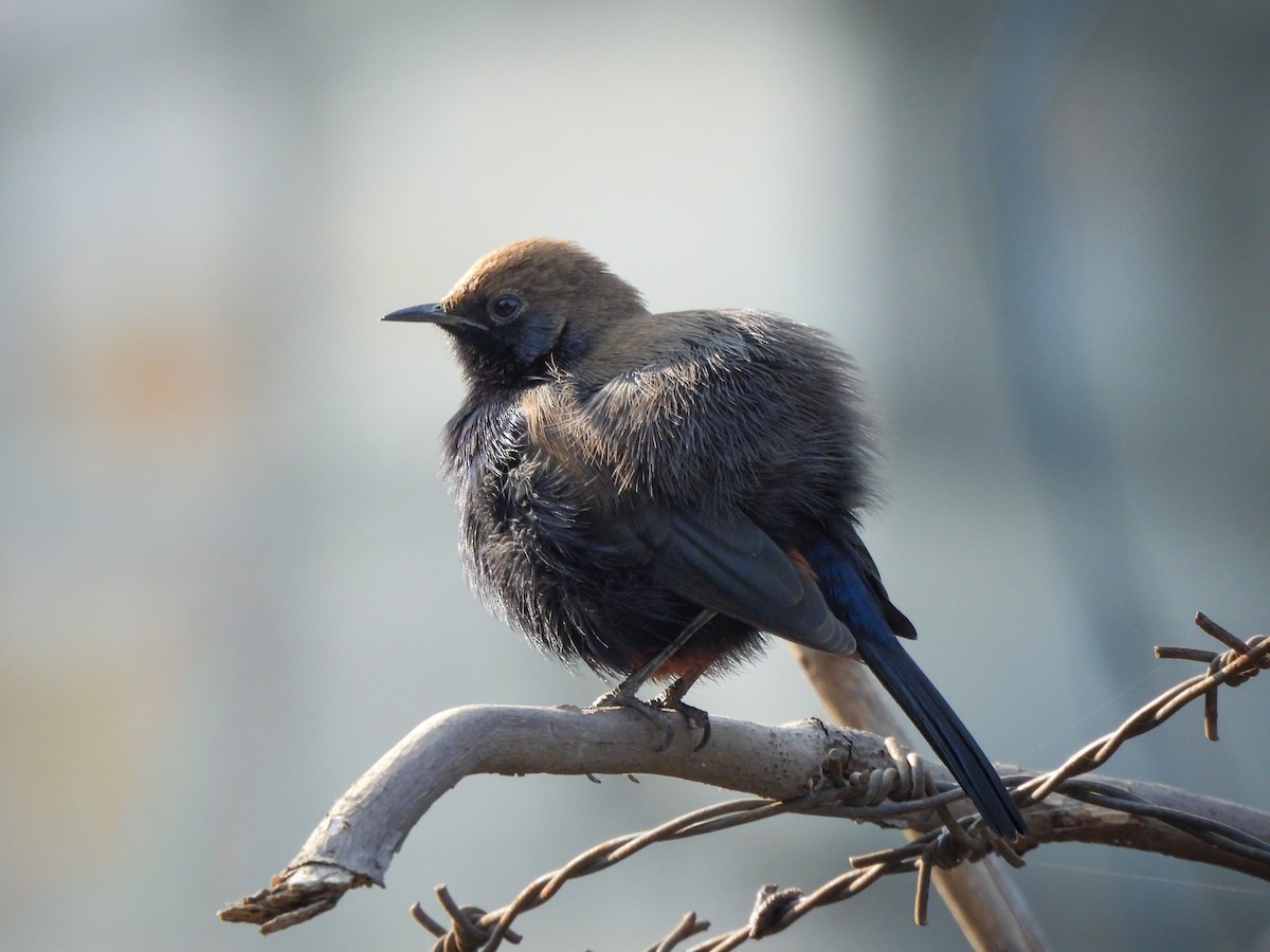 Indian Robin - ML646515374