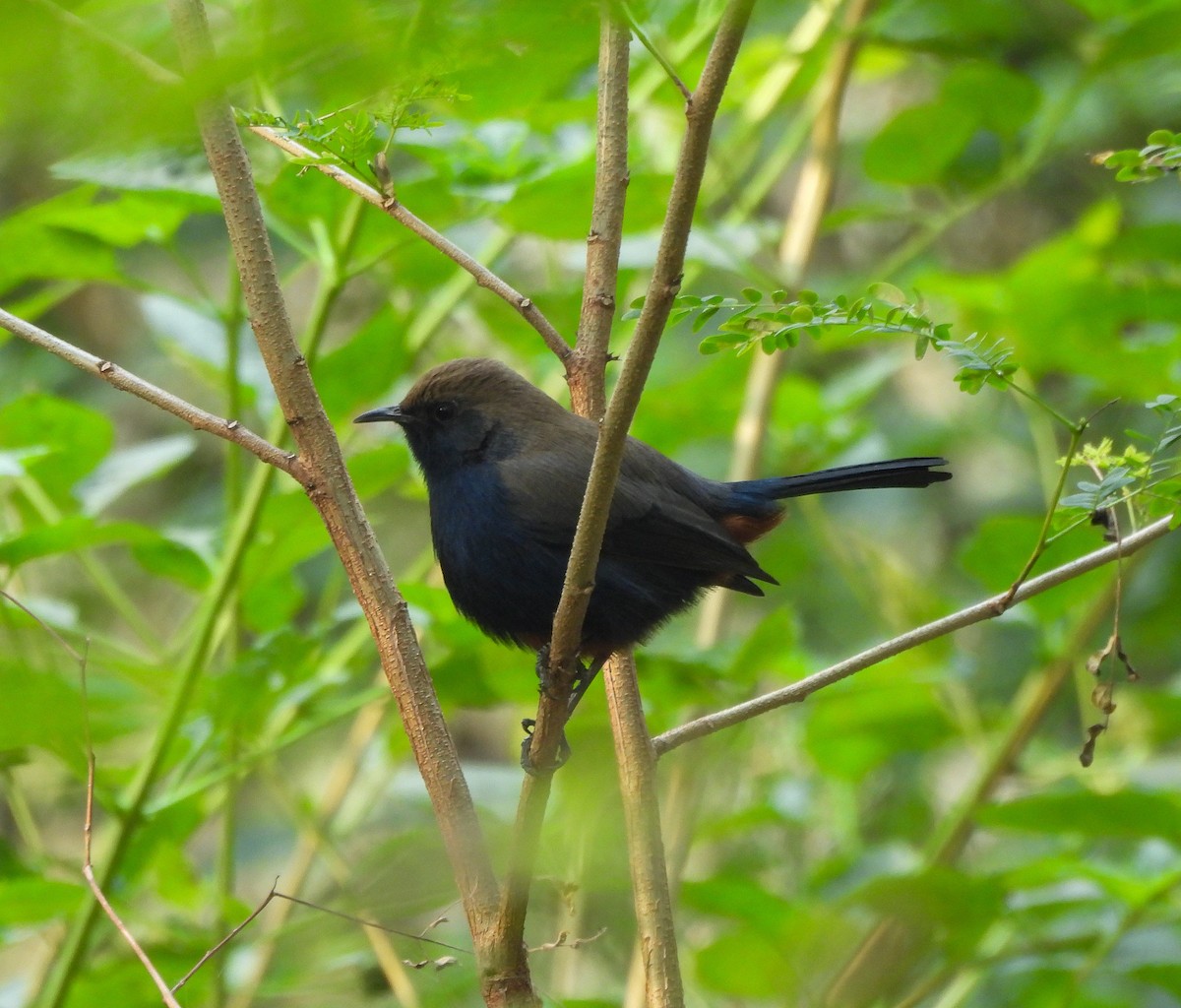 Indian Robin - ML646515375