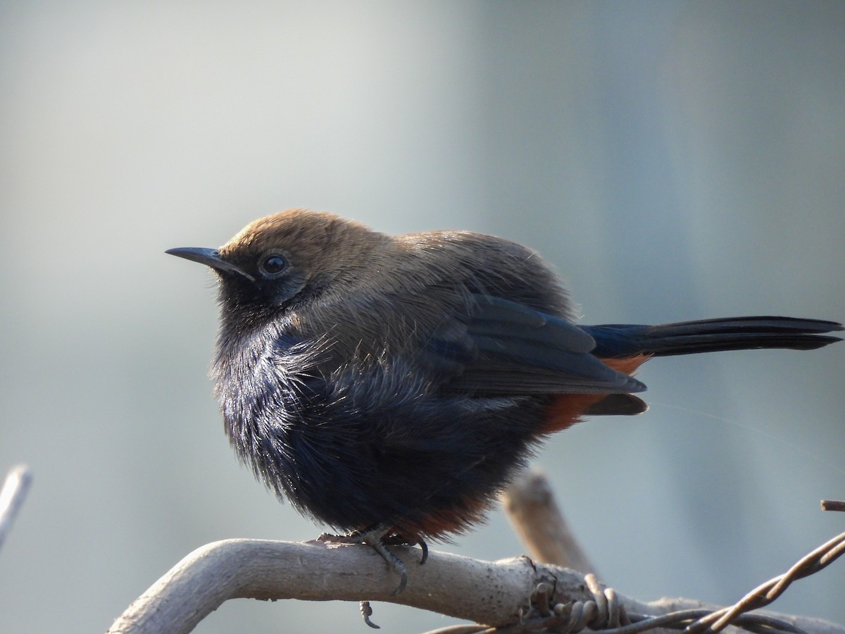 Indian Robin - ML646515376