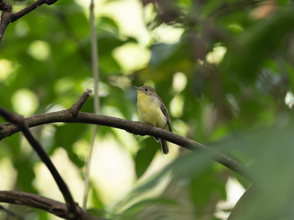 Green-backed Flycatcher - ML646515378